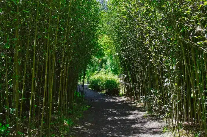 floresta de bambu